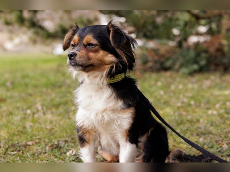 Lilli-Lou - schüchterne kleine Hündin - Tierhilfe Franken e.V.