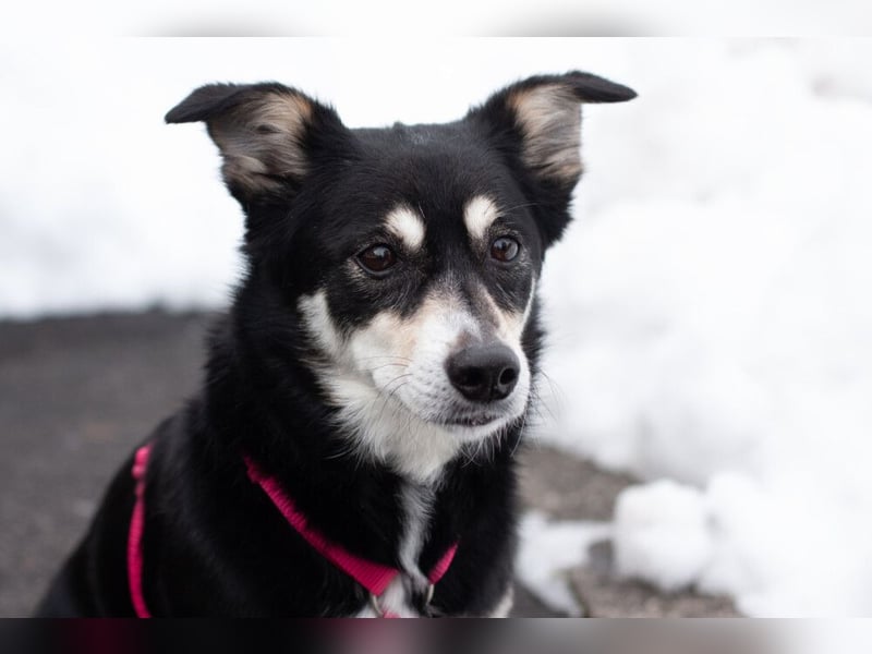 Jessymaus - putziger kleiner Spatz - Tierhilfe Franken e.V.