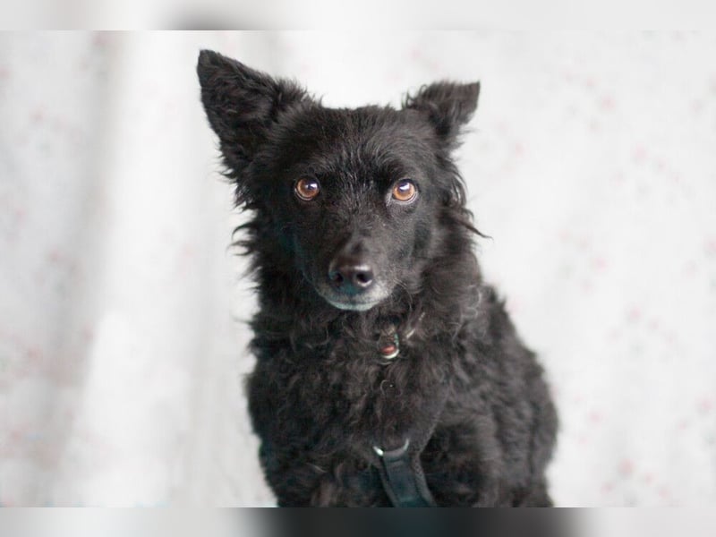 Marena - anhänglich und lernfreudig - Tierhilfe Franken e.V.