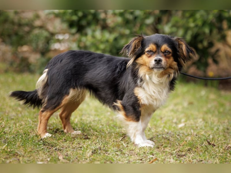 Lilli-Lou - schüchterne kleine Hündin - Tierhilfe Franken e.V.