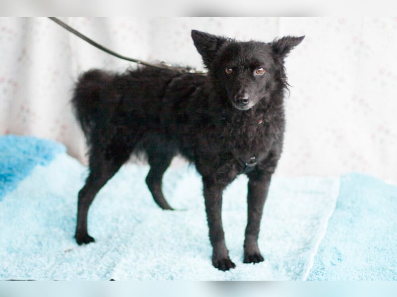 Marena - anhänglich und lernfreudig - Tierhilfe Franken e.V.