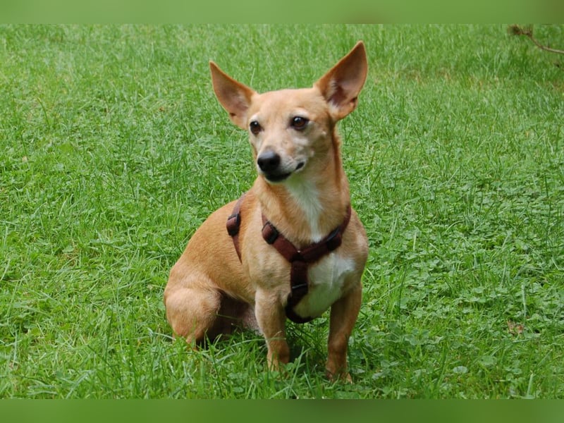 Fusselchen - süßer Kerl sucht ganz viel Liebe - Tierhilfe Franken e.V.