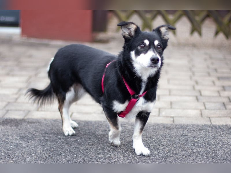 Jessymaus - putziger kleiner Spatz - Tierhilfe Franken e.V.