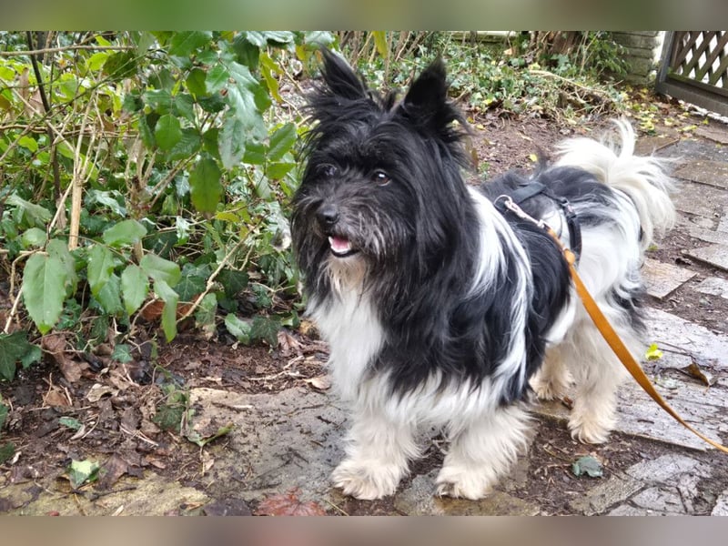 Zeda - pfiffige kleine Kuschelmaus - Tierhilfe Franken e.V.