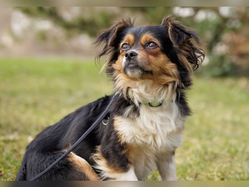 Lilli-Lou - schüchterne kleine Hündin - Tierhilfe Franken e.V.
