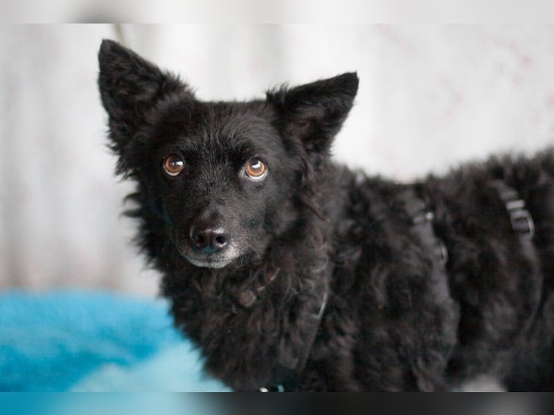 Marena - anhänglich und lernfreudig - Tierhilfe Franken e.V.