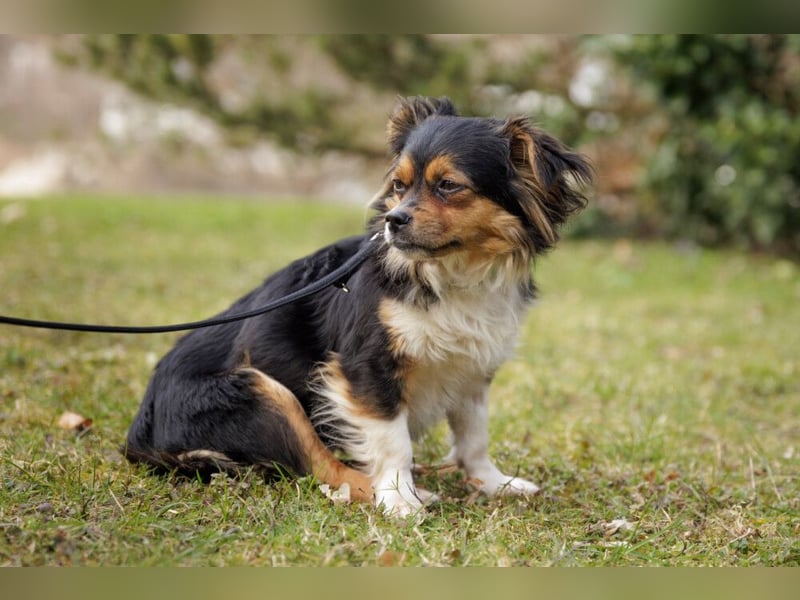 Lilli-Lou - schüchterne kleine Hündin - Tierhilfe Franken e.V.