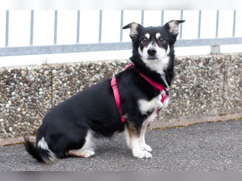 Jessymaus - putziger kleiner Spatz - Tierhilfe Franken e.V.