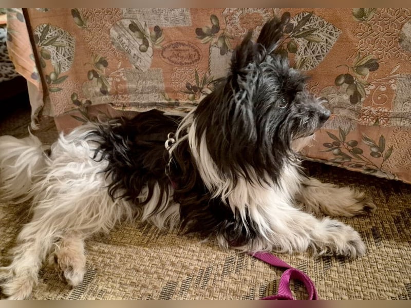 Zeda - pfiffige kleine Kuschelmaus - Tierhilfe Franken e.V.