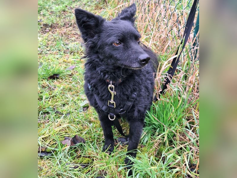 Marena - anhänglich und lernfreudig - Tierhilfe Franken e.V.