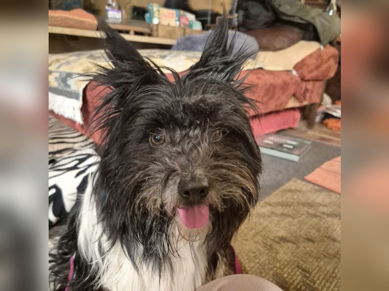 Zeda - pfiffige kleine Kuschelmaus - Tierhilfe Franken e.V.