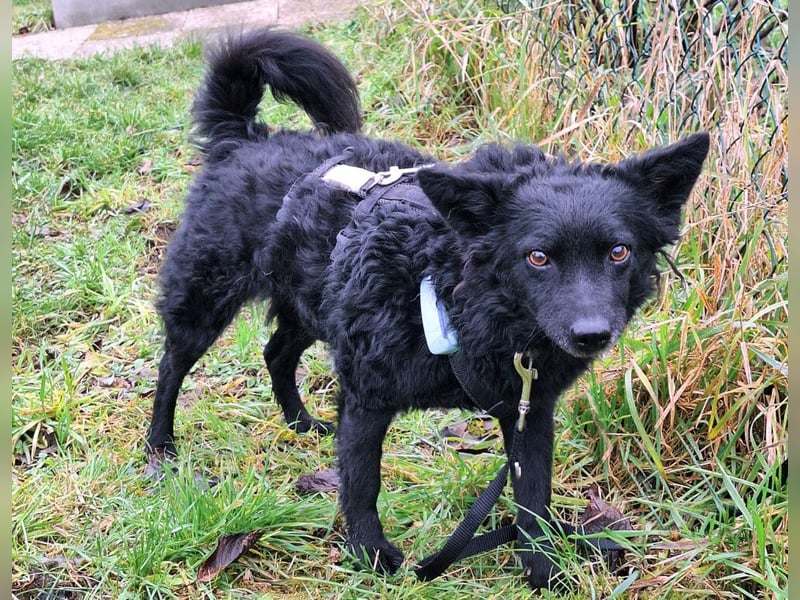 Marena - anhänglich und lernfreudig - Tierhilfe Franken e.V.
