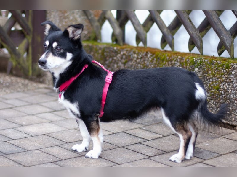 Jessymaus - putziger kleiner Spatz - Tierhilfe Franken e.V.