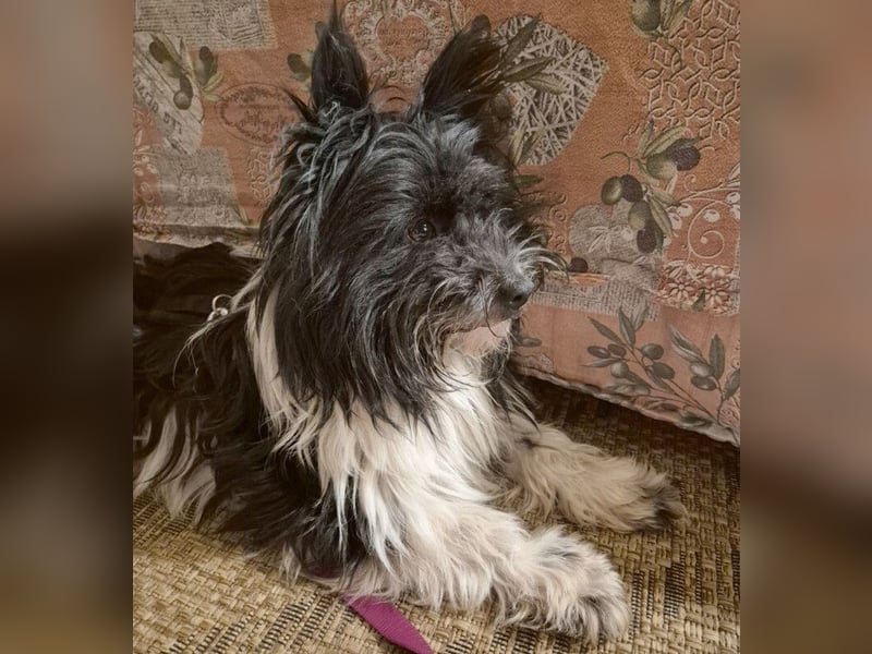 Zeda - pfiffige kleine Kuschelmaus - Tierhilfe Franken e.V.