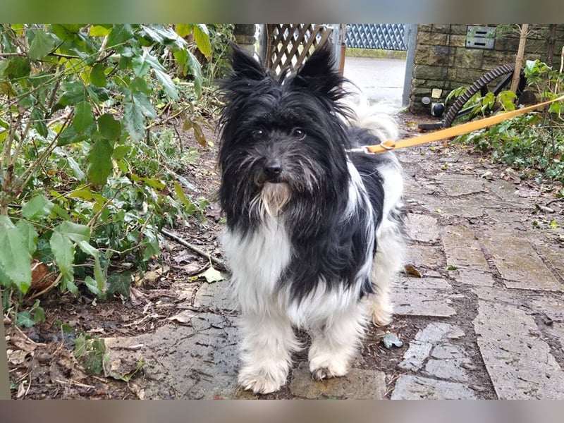 Zeda - pfiffige kleine Kuschelmaus - Tierhilfe Franken e.V.