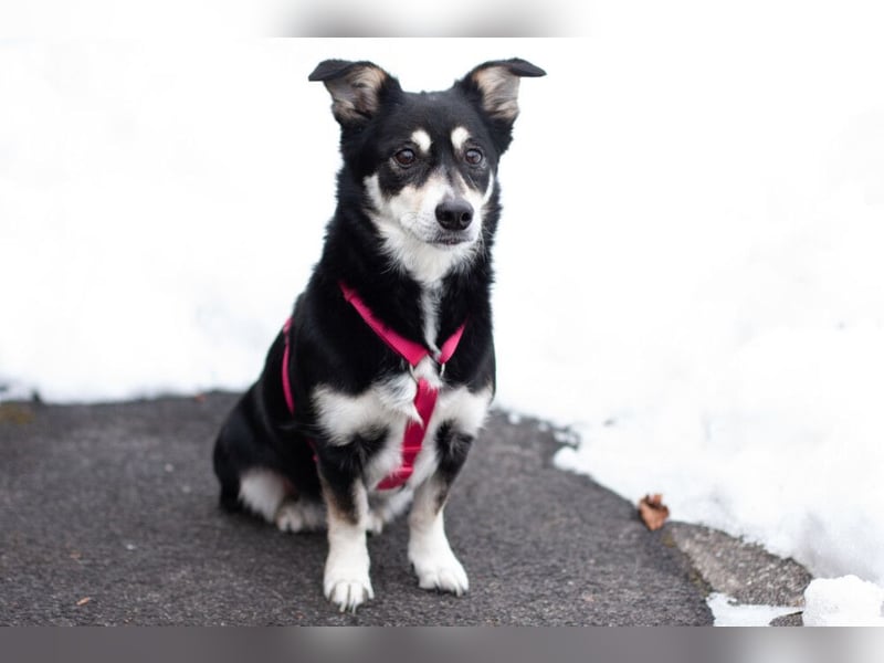 Jessymaus - putziger kleiner Spatz - Tierhilfe Franken e.V.