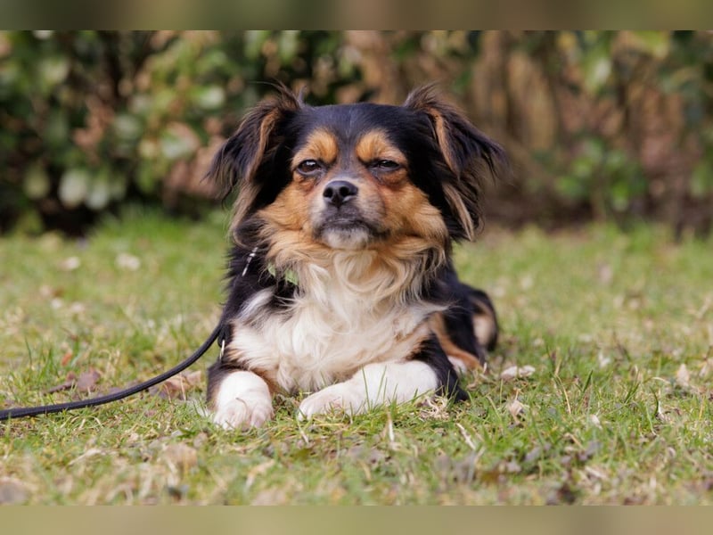 Lilli-Lou - schüchterne kleine Hündin - Tierhilfe Franken e.V.