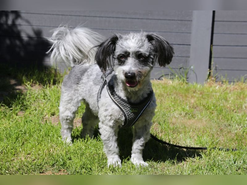 Gottlieb - lieber kleiner Hund - Tierhilfe Franken e.V.
