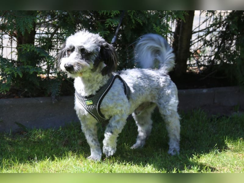 Gottlieb - lieber kleiner Hund - Tierhilfe Franken e.V.