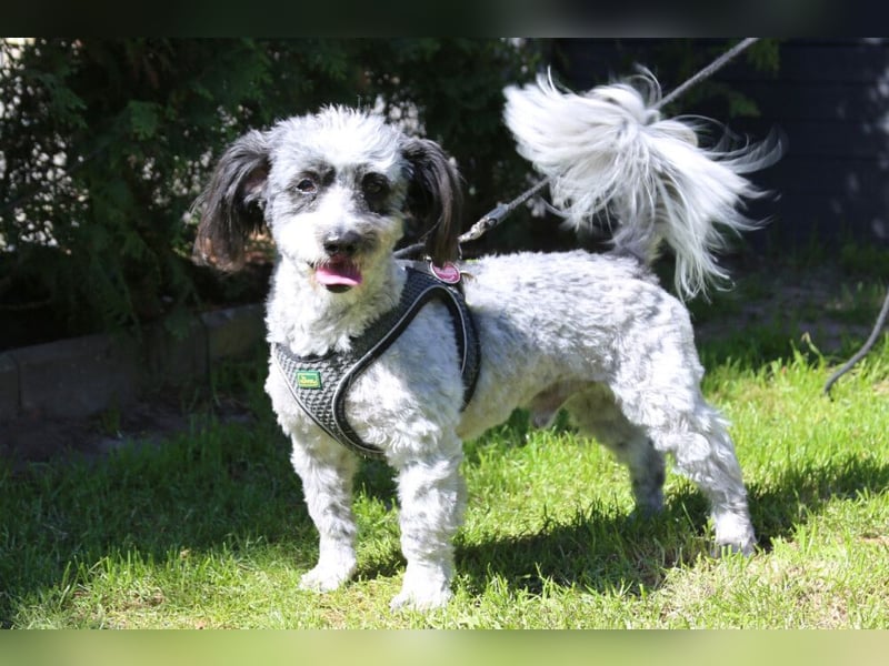 Gottlieb - lieber kleiner Hund - Tierhilfe Franken e.V.