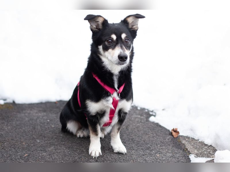 Jessymaus - putziger kleiner Spatz - Tierhilfe Franken e.V.