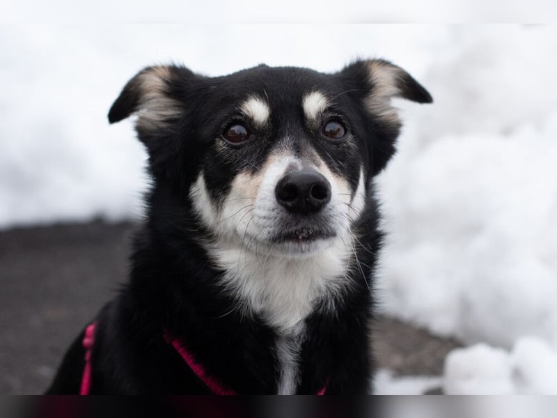 Jessymaus - putziger kleiner Spatz - Tierhilfe Franken e.V.