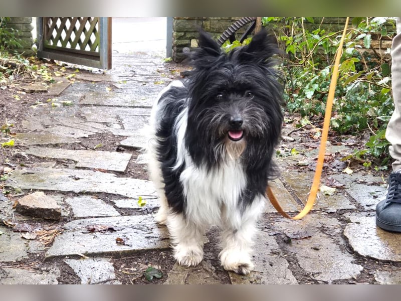 Zeda - pfiffige kleine Kuschelmaus - Tierhilfe Franken e.V.