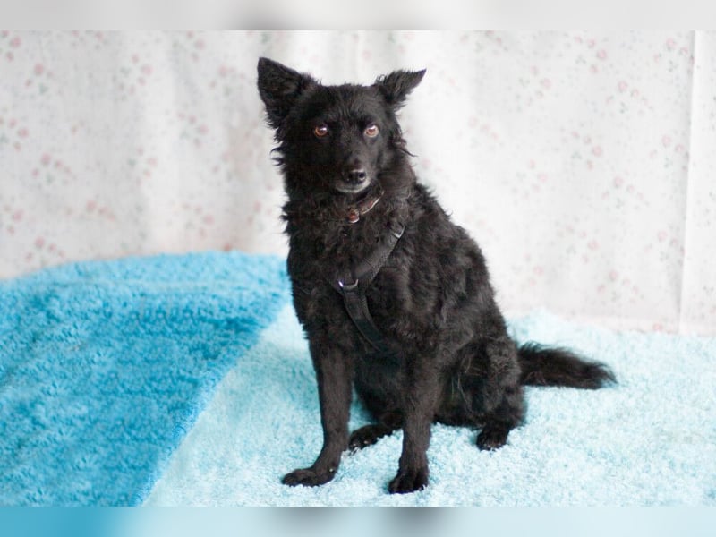 Marena - anhänglich und lernfreudig - Tierhilfe Franken e.V.