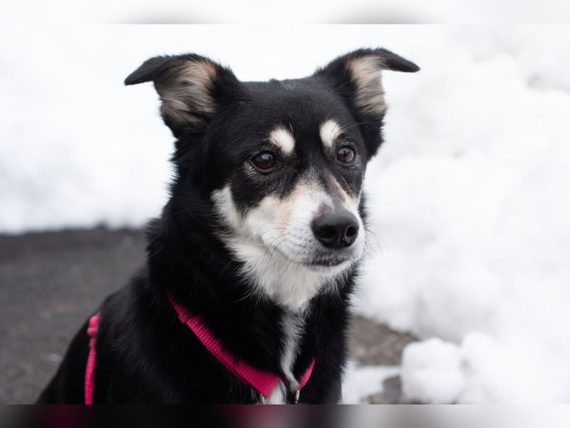 Jessymaus - putziger kleiner Spatz - Tierhilfe Franken e.V.