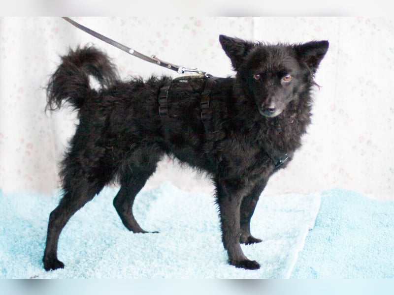 Marena - anhänglich und lernfreudig - Tierhilfe Franken e.V.