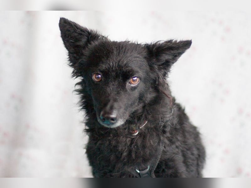 Marena - anhänglich und lernfreudig - Tierhilfe Franken e.V.