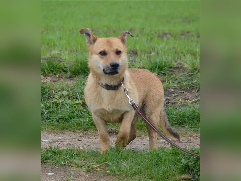 „Wagner“, ein kleiner treuer Freund für’s Leben. Sehr lieb, sanft, ruhig und verschmust.