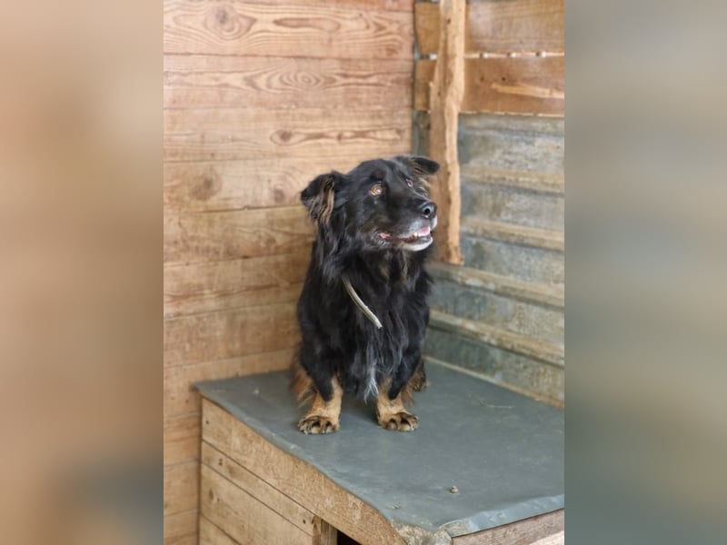 RESERVIERT - MONTI, ca. 2019 geboren, kleiner Mischling, sein Besitzer ist verstorben