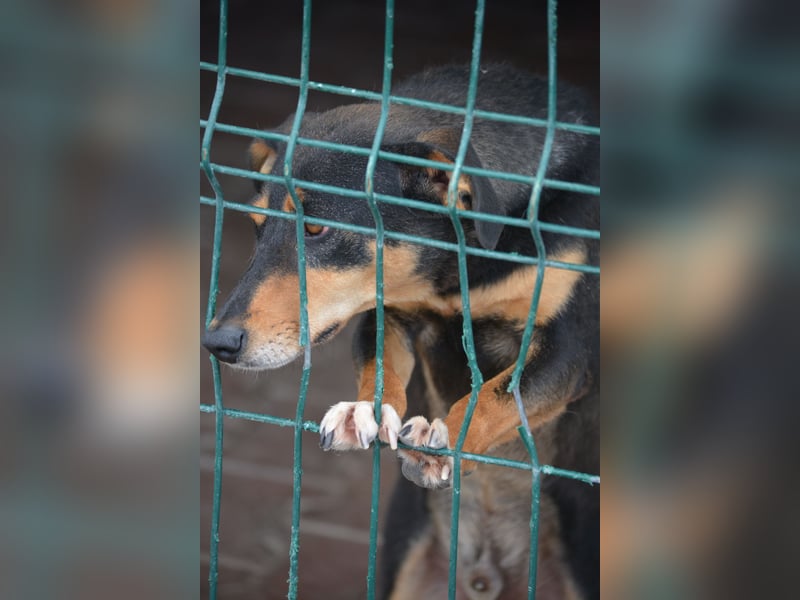 Kleiner, lieber Mischlingsrüde „Otti“, ca. 2023 geboren, gut verträglich