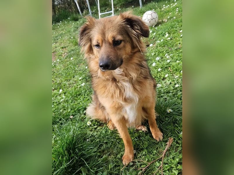 Kleiner, lieber und agiler Mischlingsrüde „SAMMY“, geb. 2022, gut verträglich, sucht aktives Zuhause