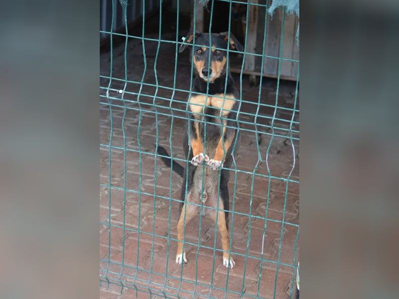 Kleiner, lieber Mischlingsrüde „Otti“, ca. 2023 geboren, gut verträglich