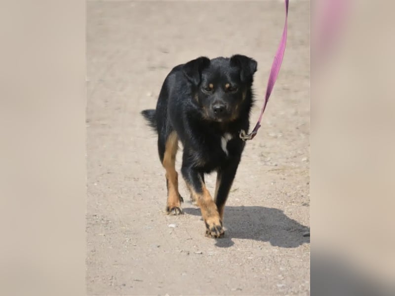 „Kajko“, ca. 2022 geboren, noch sehr zurückhaltend und ruhig, braucht Menschen mit Hundeverstand