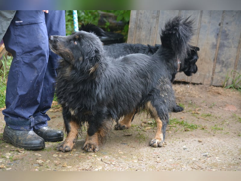 RESERVIERT - MONTI, ca. 2019 geboren, kleiner Mischling, sein Besitzer ist verstorben