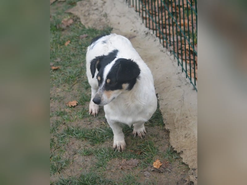 Kleine Mischlingshündin „Monika“, ca. 2022/2023 geboren, gut verträglich, noch etwas schüchtern