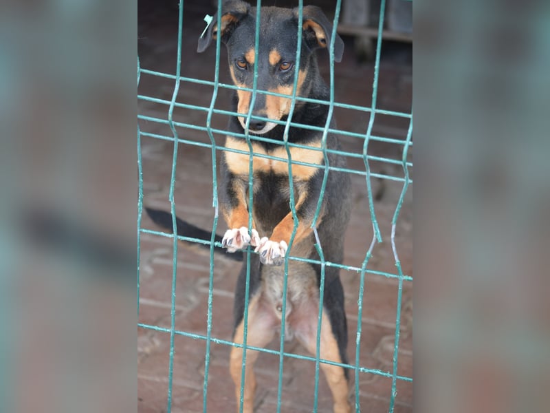 Kleiner, lieber Mischlingsrüde „Otti“, ca. 2023 geboren, gut verträglich