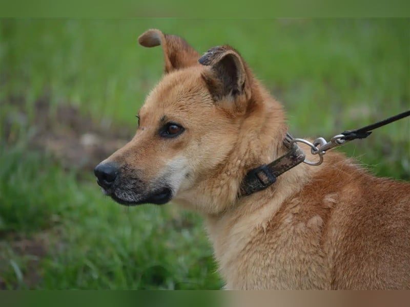 „Wagner“, ein kleiner treuer Freund für’s Leben. Sehr lieb, sanft, ruhig und verschmust.