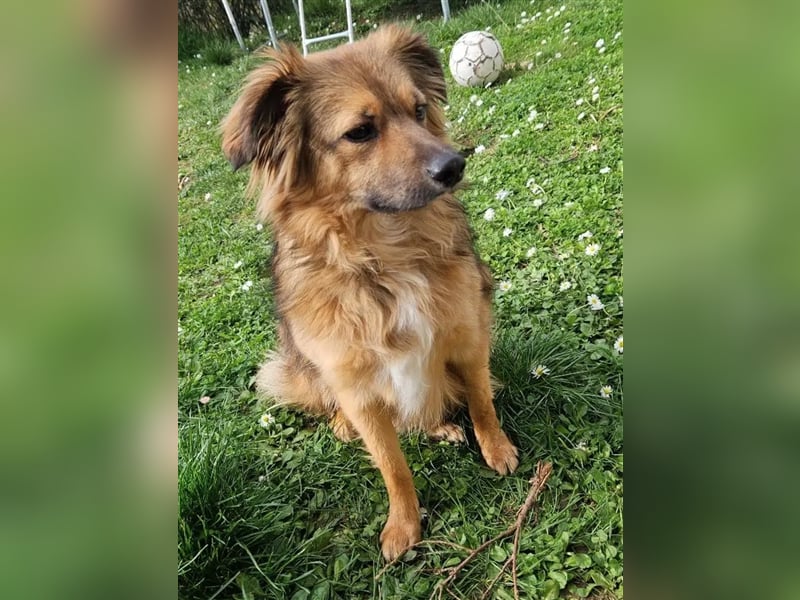 Kleiner, lieber und agiler Mischlingsrüde „SAMMY“, geb. 2022, gut verträglich, sucht aktives Zuhause