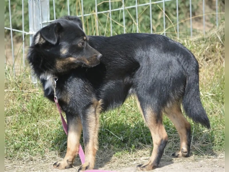 „Kajko“, ca. 2022 geboren, noch sehr zurückhaltend und ruhig, braucht Menschen mit Hundeverstand