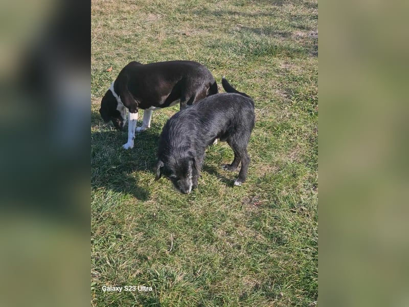 Kleiner, aufgeweckter und verträglicher Mixrüde BLACKY (III) sucht ein Zuhause. Sehr lieb und agil,