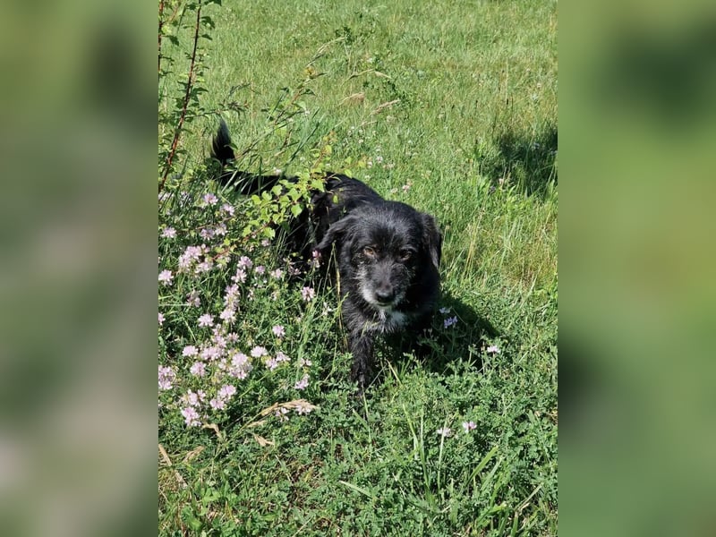 Kleiner, aufgeweckter und verträglicher Mixrüde BLACKY (III) sucht ein Zuhause. Sehr lieb und agil,