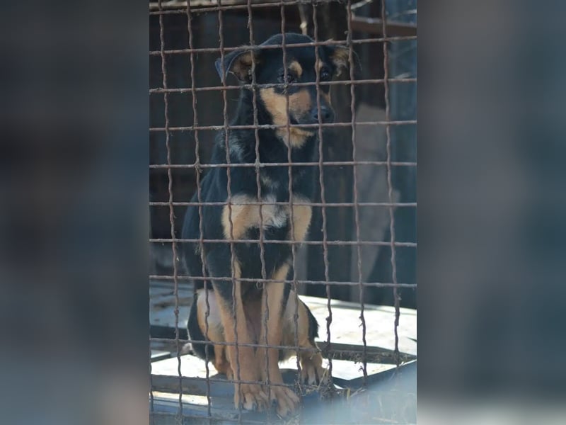 Sehr liebe und verträgliche Hündin „Charleen“, geb. 2022