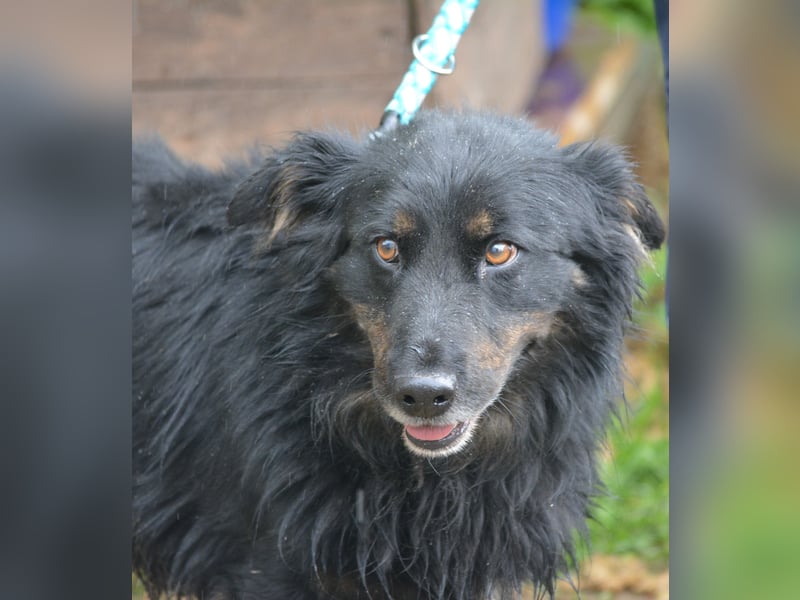 RESERVIERT - MONTI, ca. 2019 geboren, kleiner Mischling, sein Besitzer ist verstorben