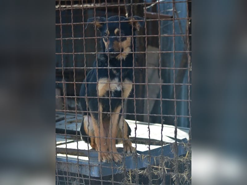 Sehr liebe und verträgliche Hündin „Charleen“, geb. 2022