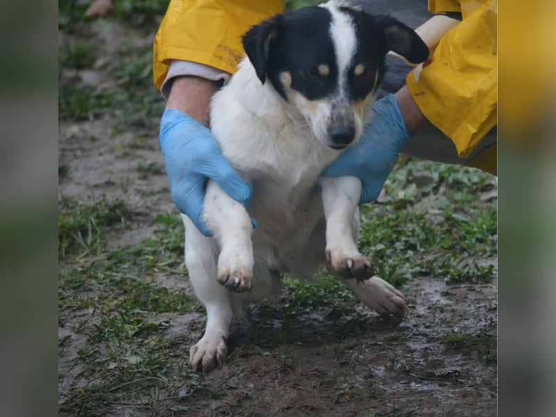 Kleine Mischlingshündin „Monika“, ca. 2022/2023 geboren, gut verträglich, noch etwas schüchtern