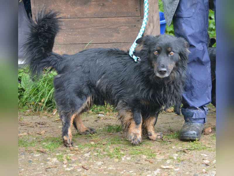 RESERVIERT - MONTI, ca. 2019 geboren, kleiner Mischling, sein Besitzer ist verstorben